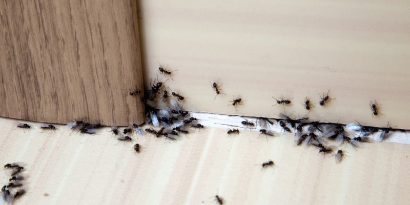 Ant Control in Weatherford, Texas