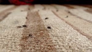 How Our Professional Flea Removal Process Works