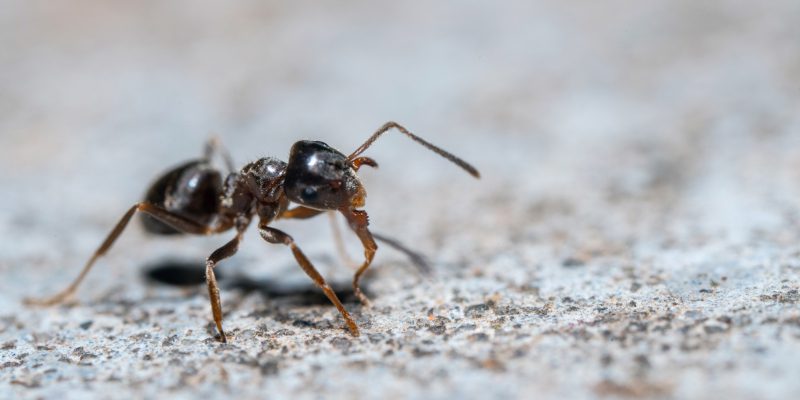 Ants in Azle, Texas