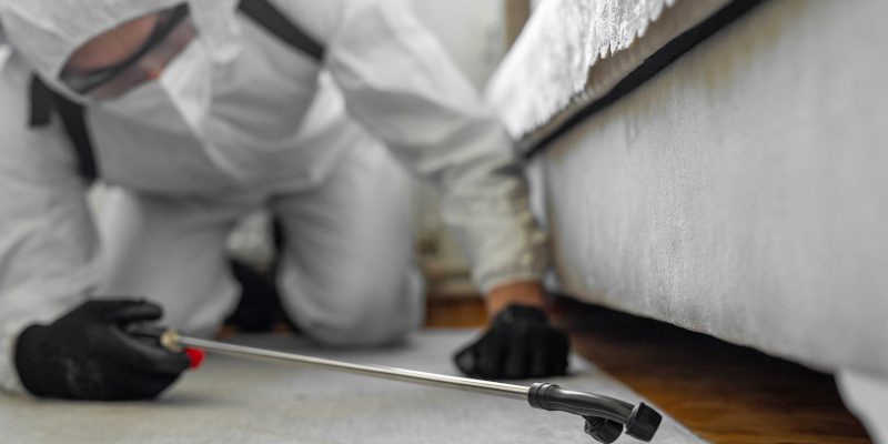 Key Benefits of Professional Cockroach Control Services