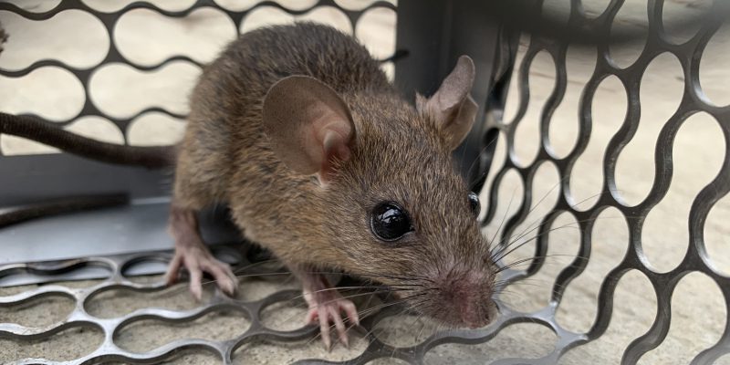 Rodent Control in Weatherford, Texas