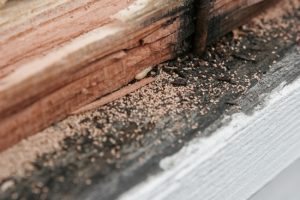 Do You Need Termite Removal Services?