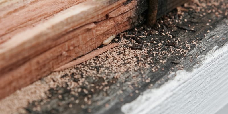 Do You Need Termite Removal Services? 