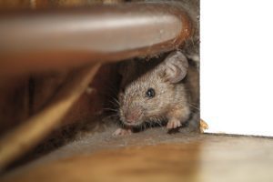 3 Signs There Might Be Rodents in Your Home