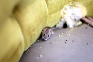 Common Signs You Have a Mouse in the House