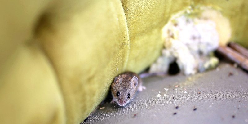 Common Signs You Have a Mouse in the House
