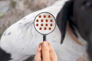 4 Ways Professional Flea Control Can Protect Your Pets