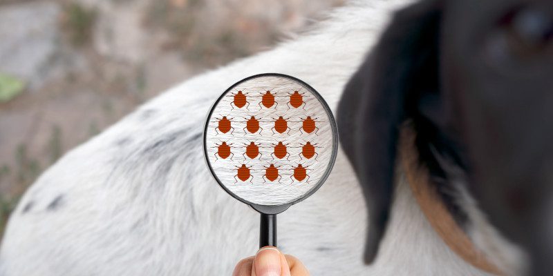 4 Ways Professional Flea Control Can Protect Your Pets