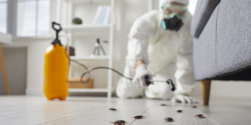 4 Reasons to Call an Exterminator