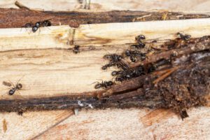 First Steps to Take If You Have a Carpenter Ant Infestation