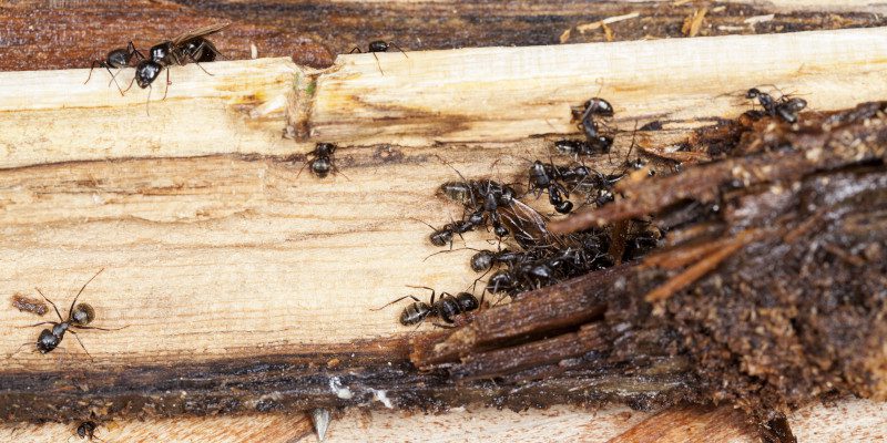 First Steps to Take If You Have a Carpenter Ant Infestation
