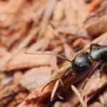 Carpenter Ant